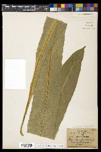 Campyloneurum phyllitidis image