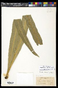 Campyloneurum phyllitidis image