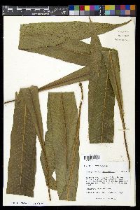 Campyloneurum phyllitidis image