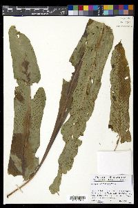 Campyloneurum phyllitidis image