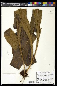 Campyloneurum phyllitidis image