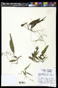 Campyloneurum repens image