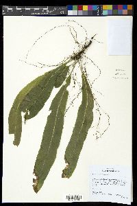 Campyloneurum xalapense image