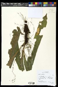 Campyloneurum xalapense image