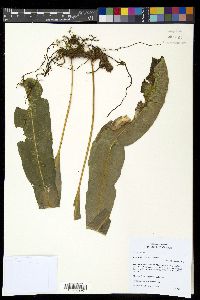 Campyloneurum xalapense image