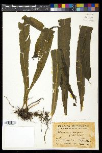 Campyloneurum xalapense image