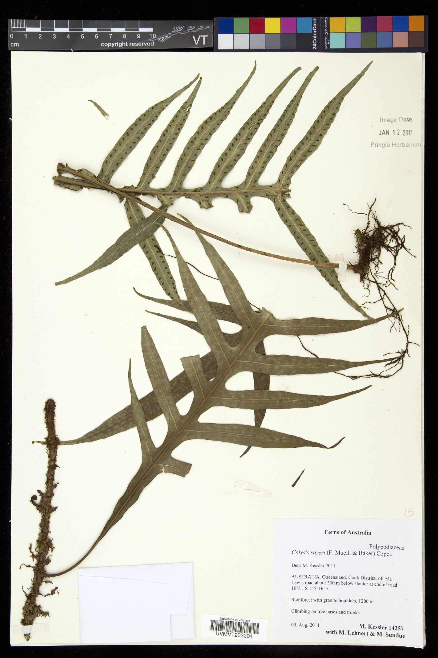 Leptochilus sayeri image