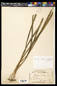 Dictymia brownii image