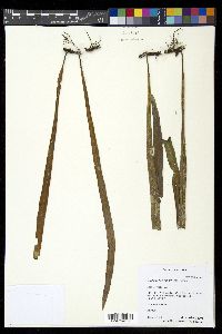 Dictymia brownii image