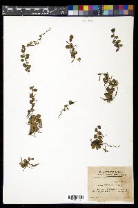 Lemmaphyllum microphyllum image