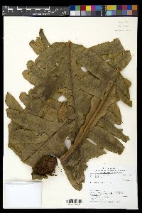 Drynaria quercifolia image