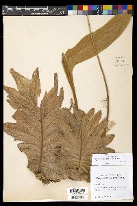 Drynaria quercifolia image