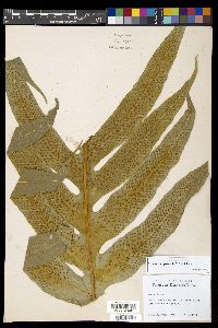 Drynaria quercifolia image