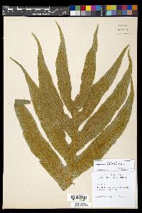 Drynaria quercifolia image