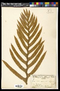 Drynaria quercifolia image