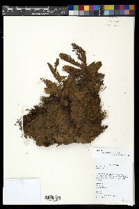 Drynaria rigidula image