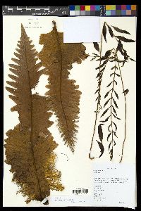 Drynaria rigidula image