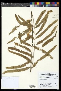 Drynaria rigidula image