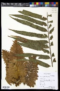 Drynaria rigidula image