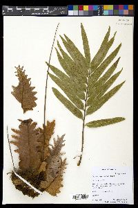 Drynaria rigidula image