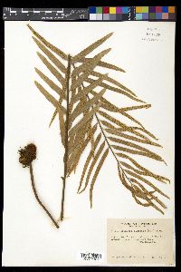Drynaria rigidula image