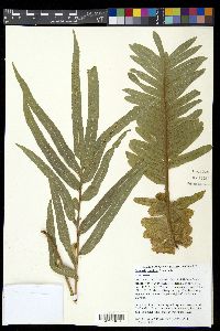 Drynaria rigidula image