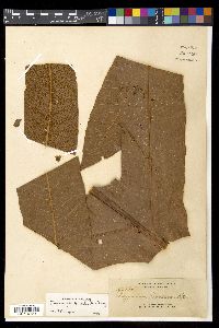 Aglaomorpha heraclea image