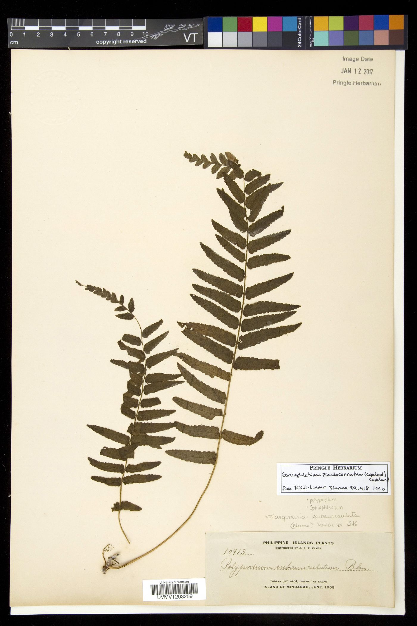 Goniophlebium pseudoconnatum image