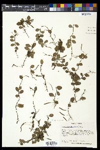 Lemmaphyllum microphyllum image