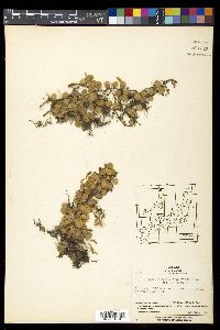 Lemmaphyllum microphyllum image
