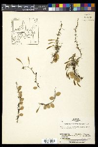 Lemmaphyllum microphyllum image