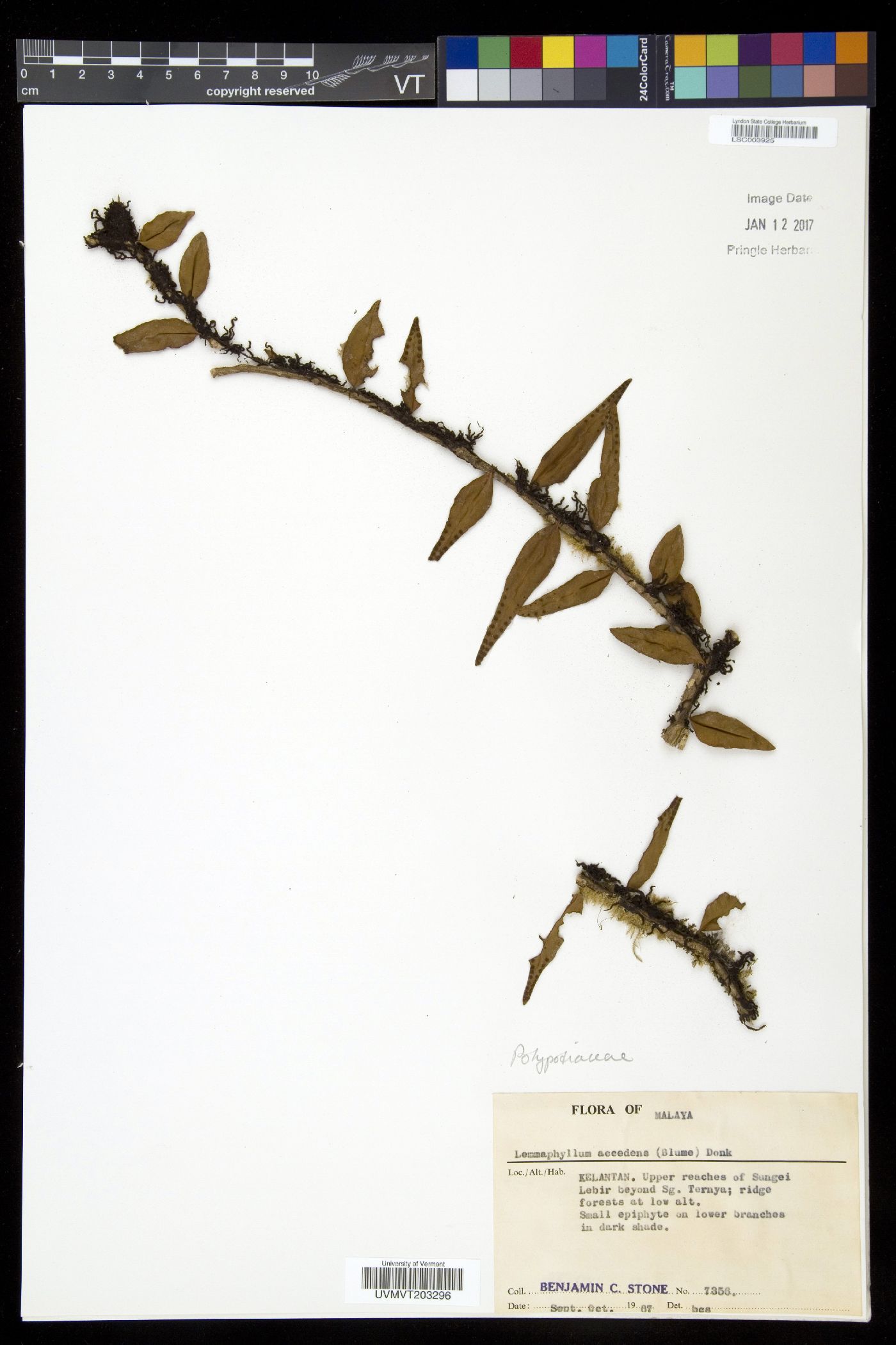 Lemmaphyllum image