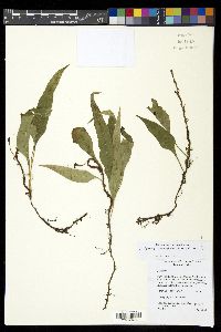Leptochilus pteropus subsp. pteropus image
