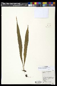 Lepisorus mucronatus image
