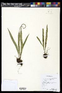 Lepisorus mucronatus image