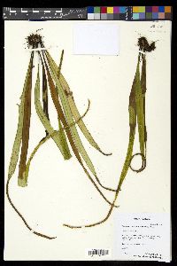 Lepisorus mucronatus image