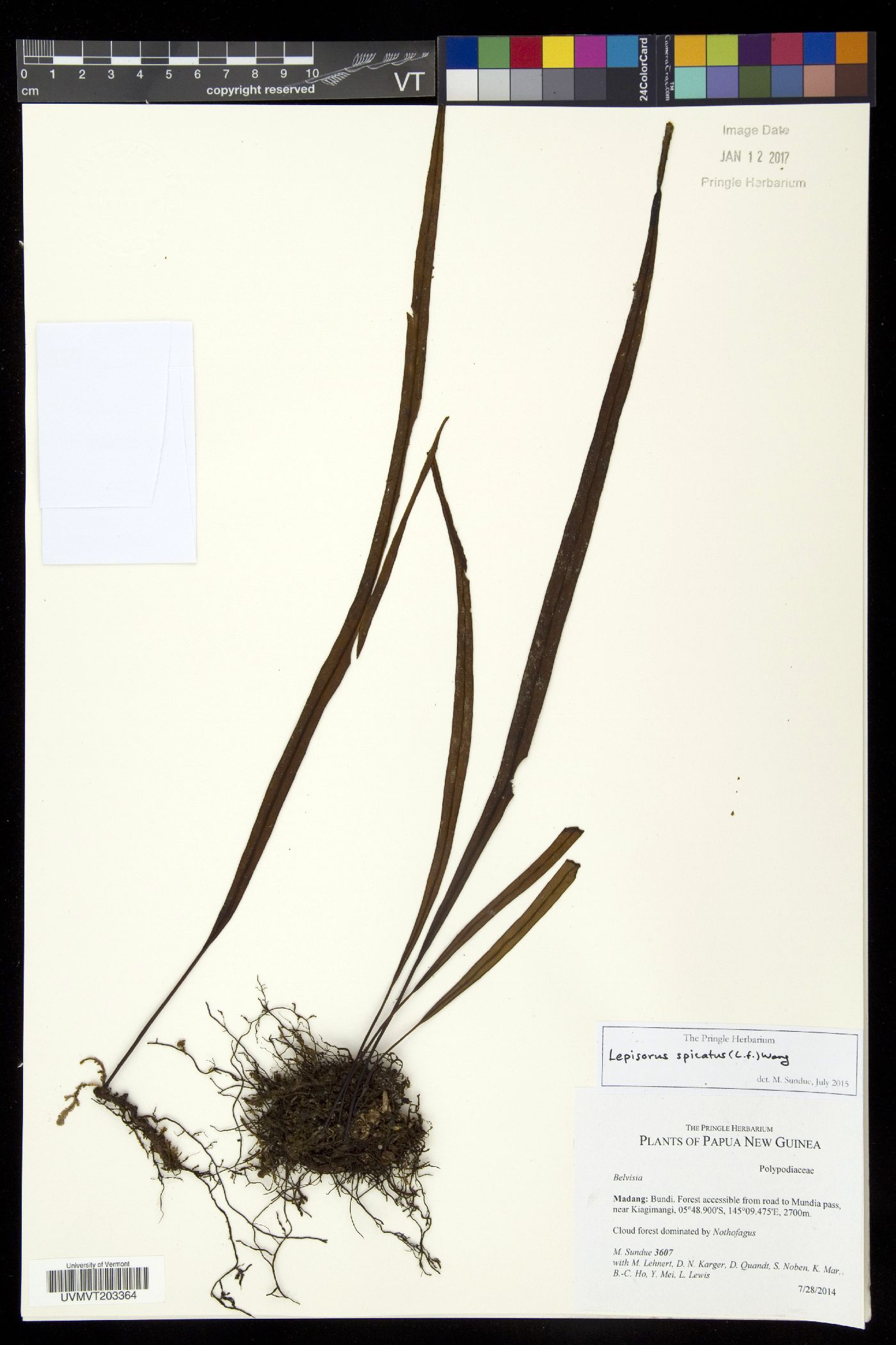 Lepisorus spicatus image