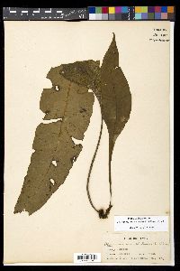 Leptochilus macrophyllus image