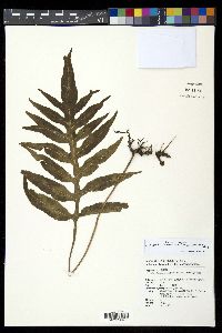 Leptochilus ellipticus image