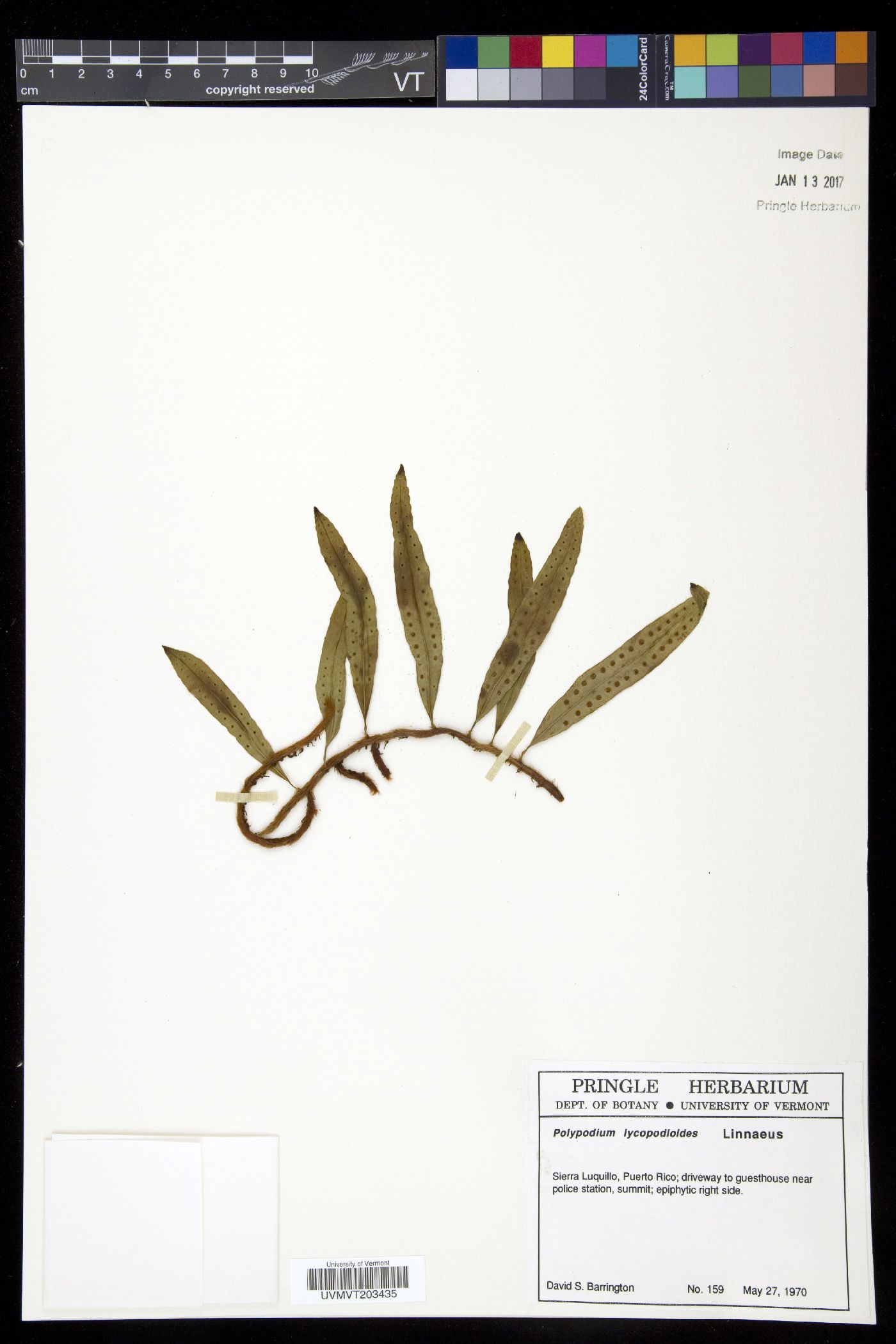 Microgramma geminata image