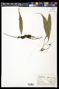 Pleopeltis percussa image