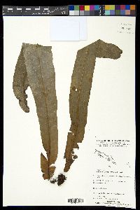 Microsorum glossophyllum image
