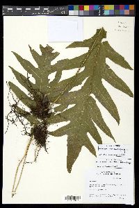 Phymatosorus membranifolius image