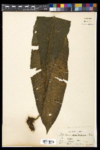 Microsorum punctatum image