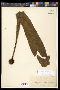 Microsorum punctatum image
