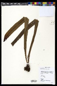 Microsorum punctatum image