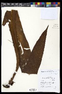 Microsorum punctatum image