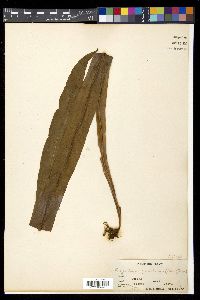 Microsorum punctatum image