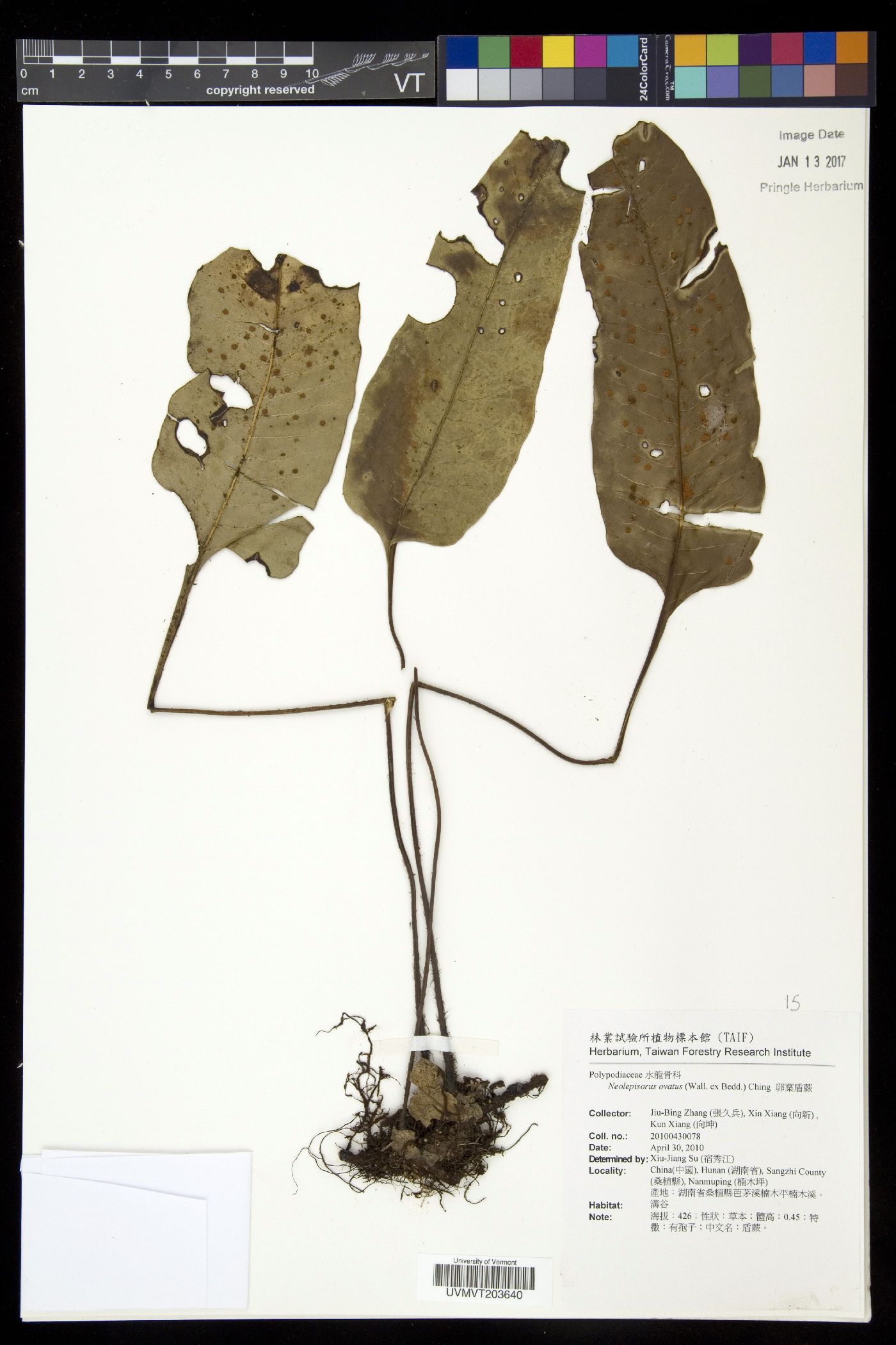 Neolepisorus ovatus image