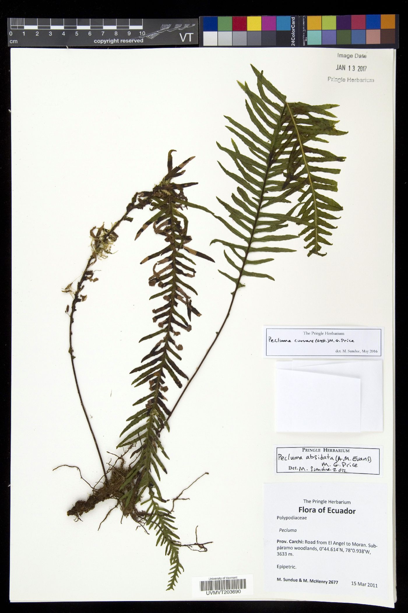 Pecluma curvans image